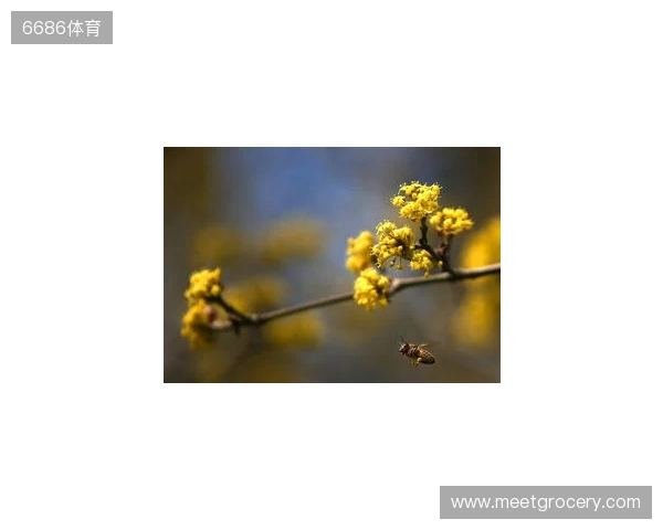 布达佩斯Major第一阶段：战舰轰鸣！FaZe 2-1 RED Canids